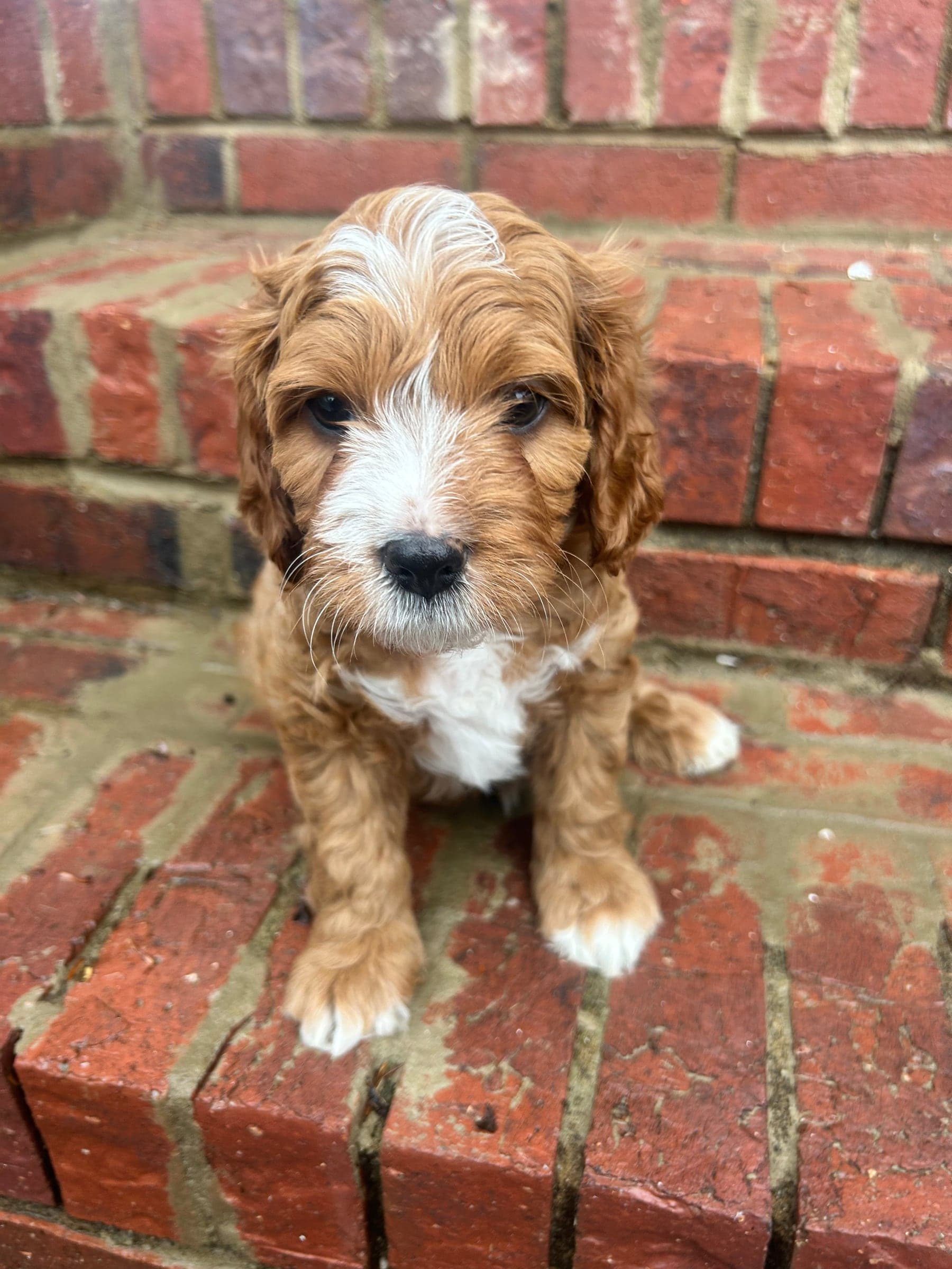 Cavapoos