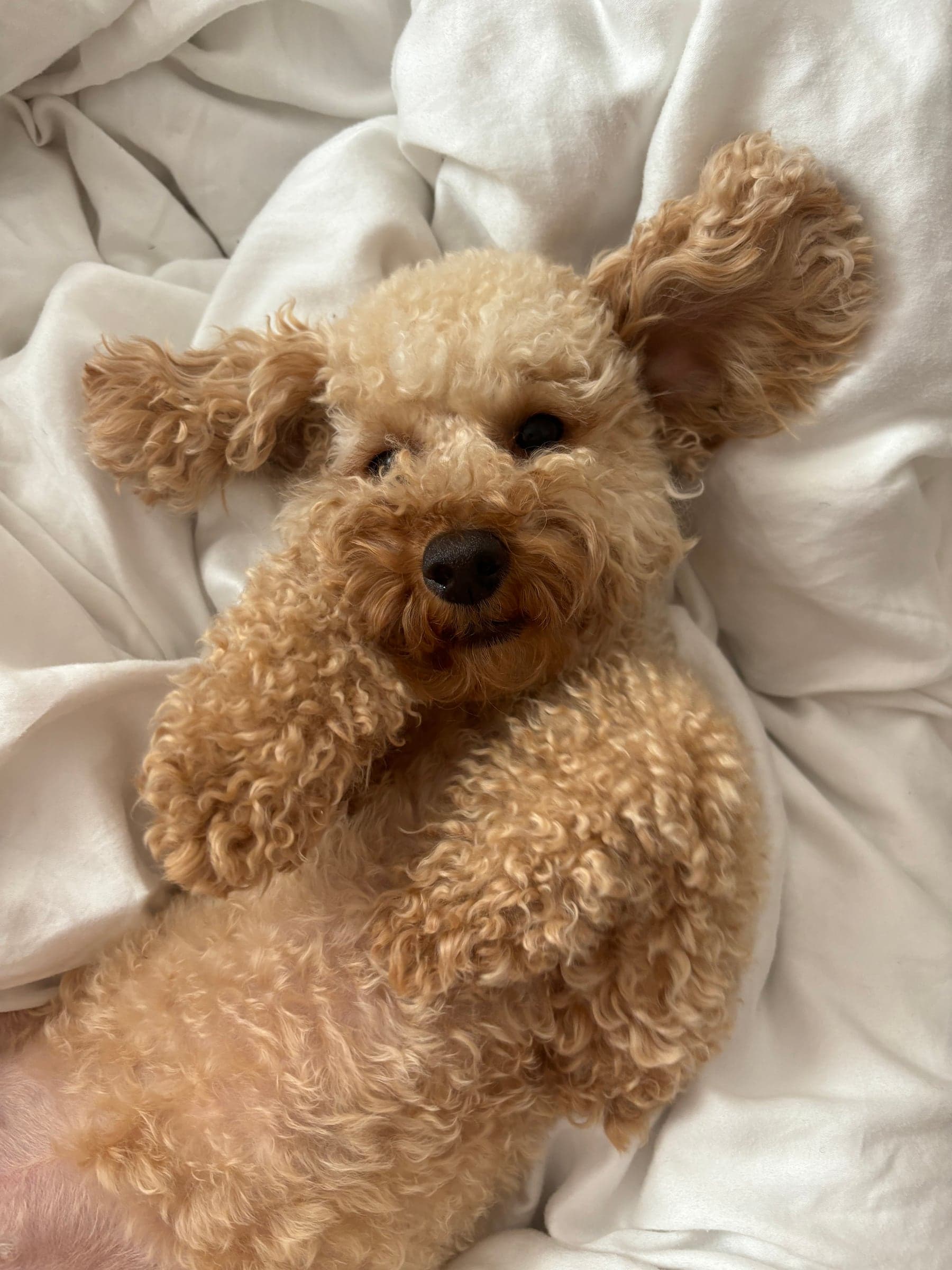 Gigi, Mini Poodle