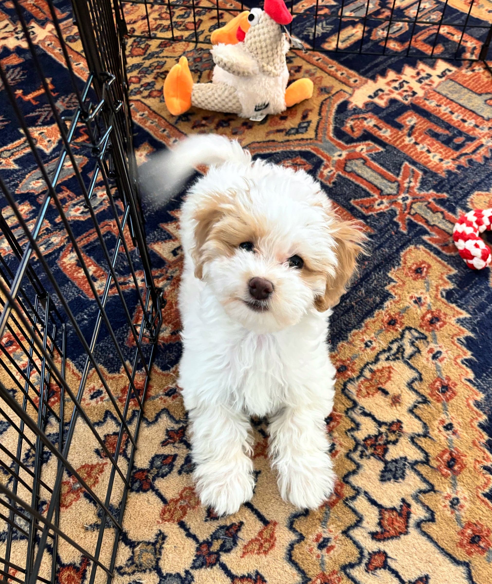 Benny, Havapoo